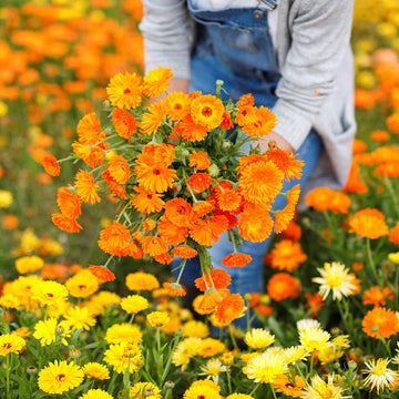 The Amazing Healing Benefits of Calendula